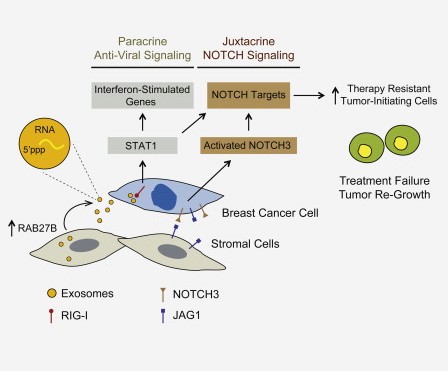 Cell：exosome从基质细胞转移到乳腺癌细胞调节其治疗的耐受性