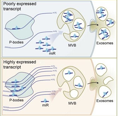 Cell Reports：外泌体miRNA如何影响细胞通讯？