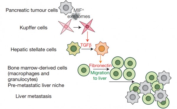 Nature cell biology：胰腺癌外泌体起始肝脏中转移前微环境的形成