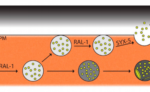 J Cell Biol: 外泌体的形成和分泌调控机制的新发现
