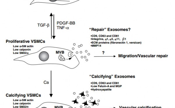 Circ Res: 血管平滑肌细胞的钙化是通过调节外泌体分泌介导的