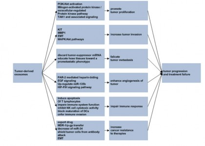 【Review】肿瘤来源的外泌体如何促进癌症进程并导致临床治疗的失败