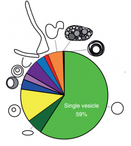 J Extracell Vesicles：人类精液中细胞外膜泡的多样性