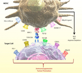 J Clin Invest：肿瘤外泌体（exosome）HSP72介导STAT3依赖的免疫抑制作用