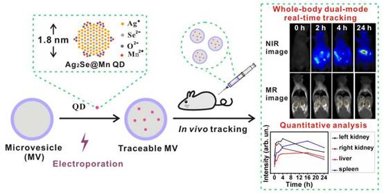 外泌体碰上量子物理---荧光量子点标记外泌体体内实时成像技术