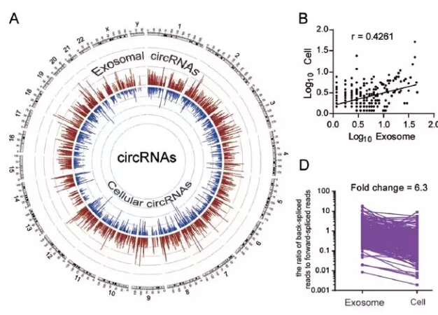 外泌体中的circular RNAs，精准医疗的大门已为你打开