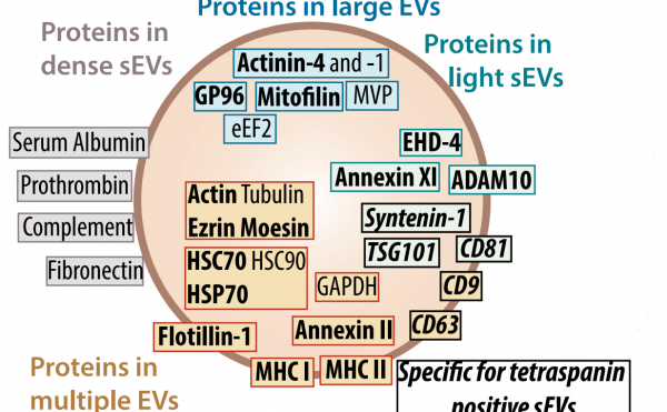 Théry通过比较不同细胞外膜泡亚群蛋白质组学确定不同细胞外膜泡的新型标志物