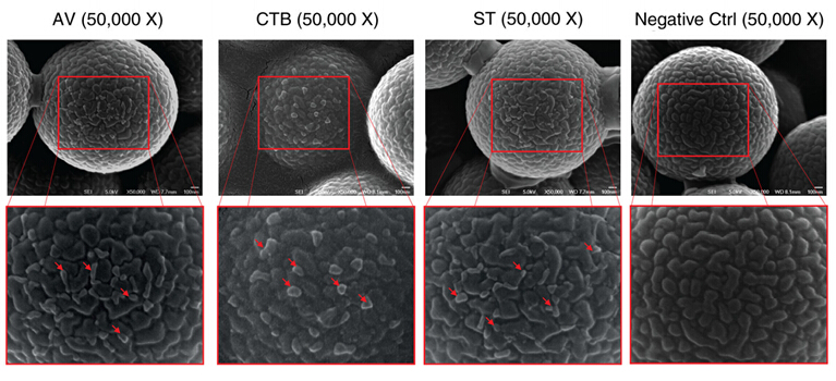 新加坡研究人员揭示MSC分泌3种不同类型的膜泡