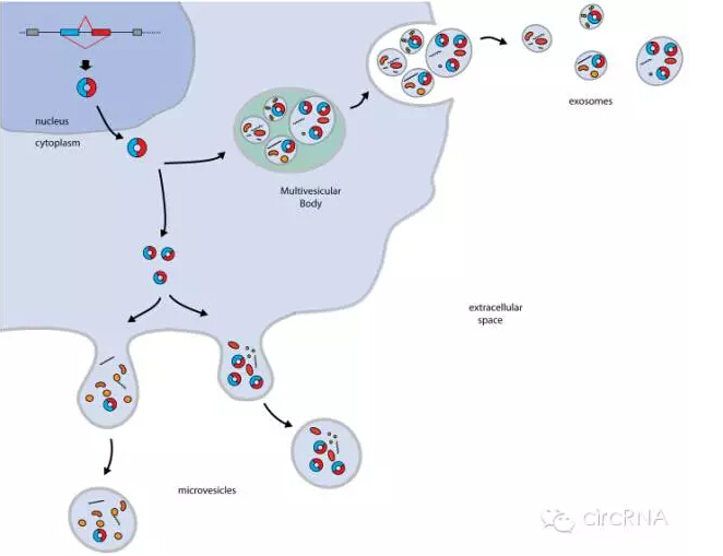 circRNA通过外泌体清除机制研究