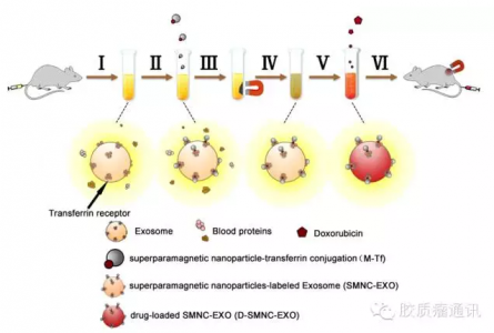 磁功能化血液外泌体靶向肿瘤治疗的研究