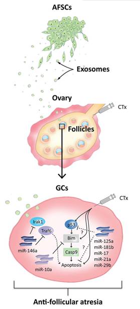 羊水干细胞源外泌体miR-10a保护卵巢卵泡免受化疗损伤