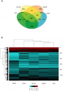 Sci Rep：前列腺癌外泌体lncRNAs富含miRNA种子区