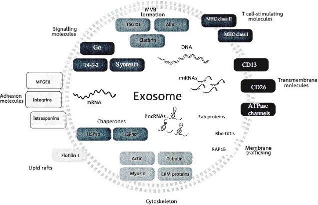 外泌体中的非编码RNA——癌生物学中的新成员