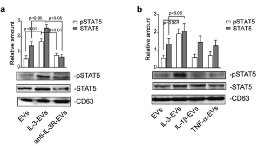 外泌体可以传递激活型的重要转录因子——信号通路比我们原本想象的更复杂