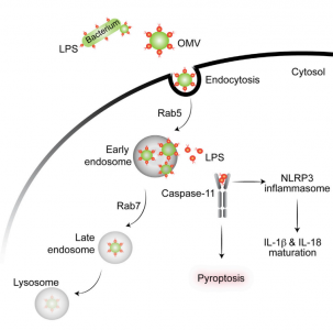 Cell：细菌胞外膜泡传递LPS至宿主细胞浆内产生免疫反应
