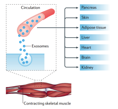 NATURE REVIEWS：耐力运动产生的外泌体缓解代谢相关疾病