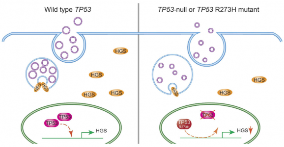 协和医科大学：结直肠癌中TP53通路影响HGS介导的外泌体形成