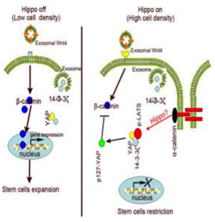 江苏大学许文荣教授Stem cells发表MSC外泌体调控组织再生最新研究成果