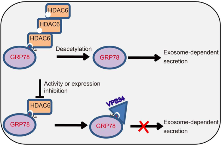 山西大学：乙酰化修饰促进结肠癌GRP78的外泌体分泌