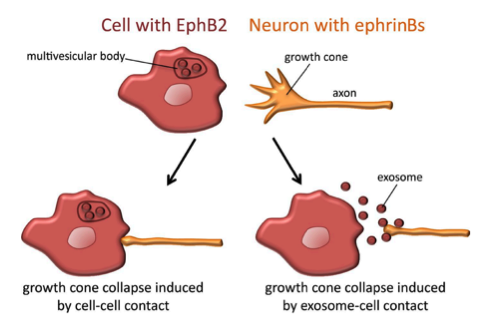 J Cell Biol：外泌体在轴突导向过程中介导细胞间非接触依赖性ephrin-Eph信号传递