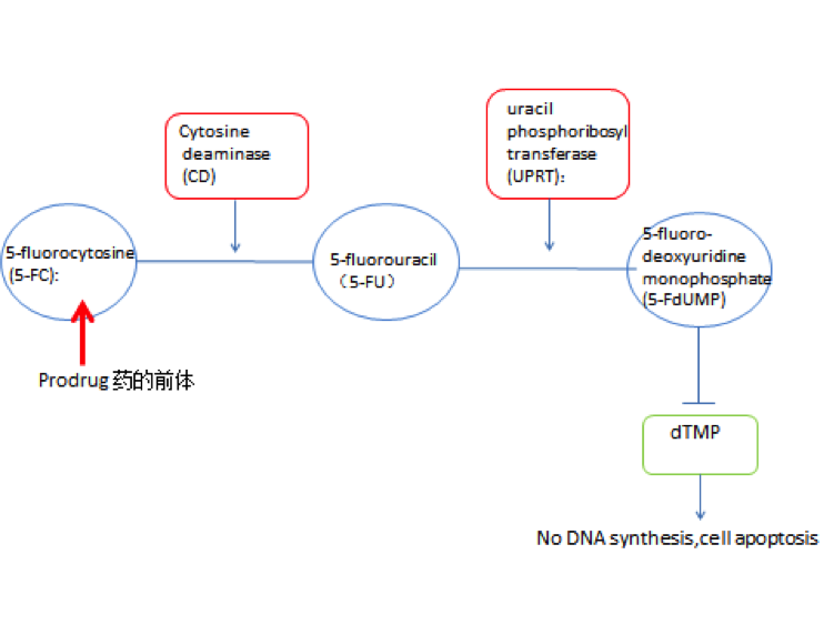 外泌体特异性包裹蛋白CD-UPRT结合5-氟胞嘧啶靶向治疗癌症