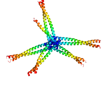 800px-Protein_BST2_PDB_2X7A