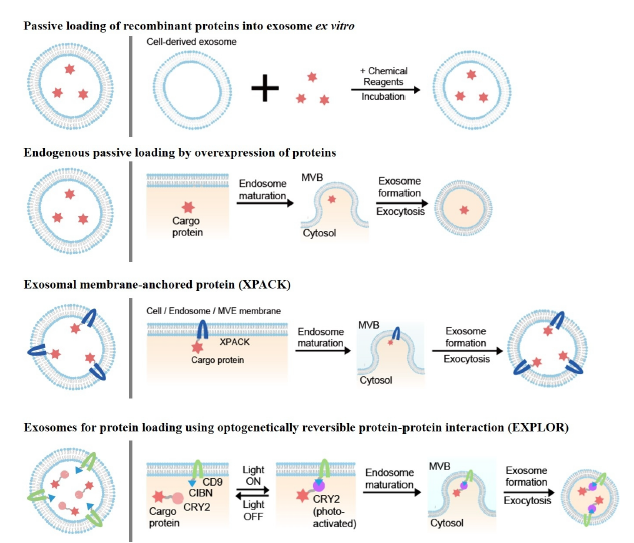 EXPLORs——一种通过光可逆蛋白相互作用促使蛋白质装载入外泌体的新方式