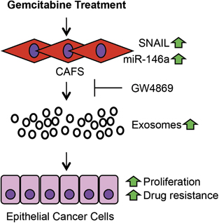Oncogene：CAF外泌体调节胰腺癌细胞增殖
