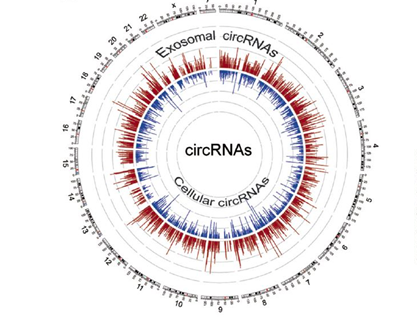 外泌体中的circRNA：KRAS突变的结直肠癌标记物