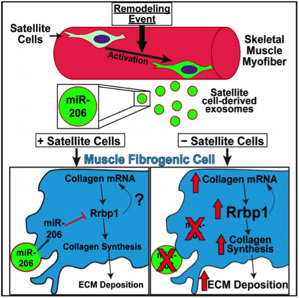 Cell Stem Cell：你健身吗？你增肌吗？骨骼肌肌源性祖细胞通过外泌体在其中发挥重要作用