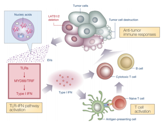【Cell】管坤良教授：细胞外膜泡（EVs）参与肿瘤Hippo通路对抗肿瘤免疫的调节