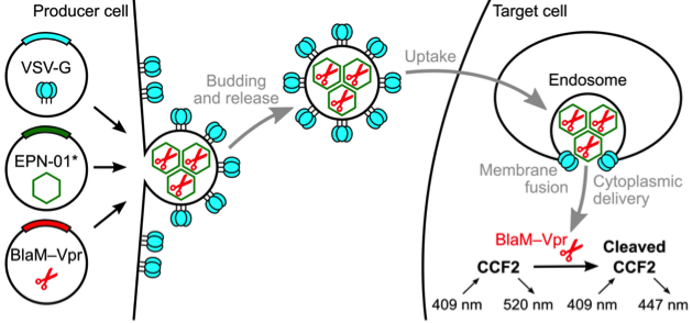 Nature：一种独特的蛋白设计可诱导包含蛋白纳米笼（nanocages）的细胞外膜泡的形成