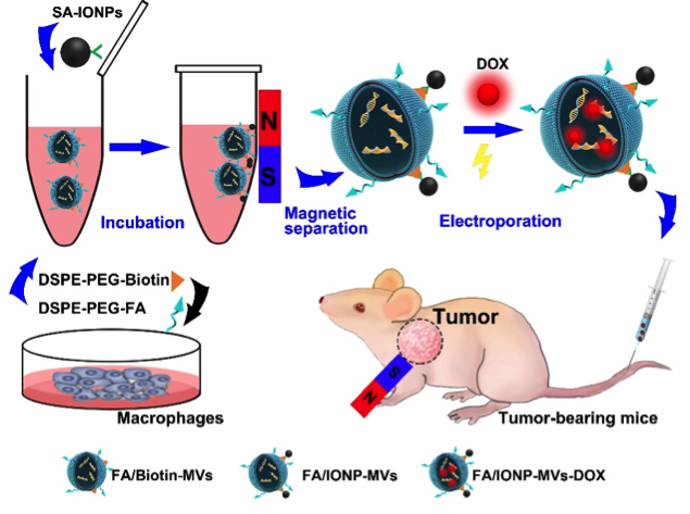 武汉大学口院医学院：囊泡的磁/叶酸修饰策略简化囊泡分离并提高其肿瘤靶向性