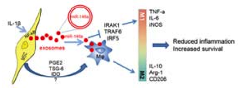 南京大学医学院侯亚义教授团队：外泌体miR-146a参与 IL-1β预处理的MSCs对败血症治疗效果的改善作用