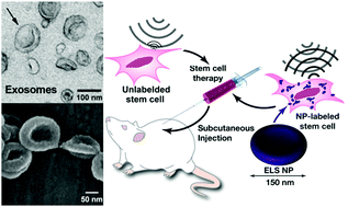 Nanoscale：外泌体样二氧化硅粒子可用做干细胞的超声成像