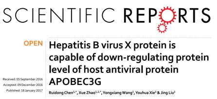 复旦大学上海医学院：外泌体参与乙肝病毒X蛋白下调宿主抗病毒蛋白APOBEC3G