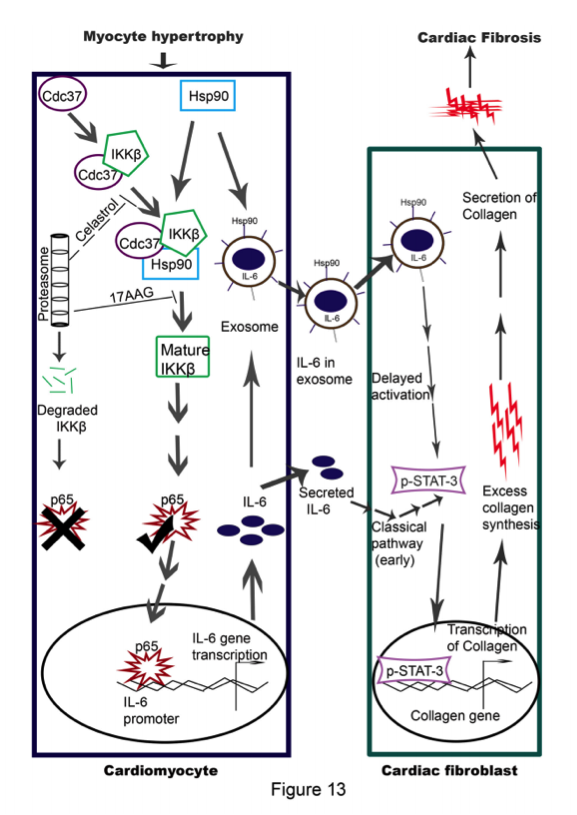 心肌细胞来源的HSP90通过外泌体和非外泌体两种途径激活成纤维细胞STAT-3促进胶原合成最终导致心脏肥大