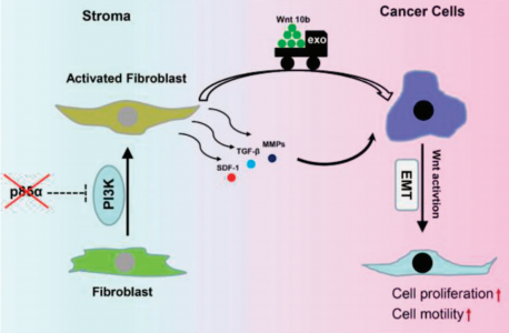 【Oncogene】武汉大学李文化教授：基质成纤维细胞中p85α的异常低表达通过外泌体介导的Wnt10b旁分泌作用促进乳腺癌细胞的转移
