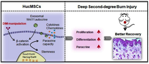《Theranostics》江苏大学许文荣教授团队：3,3'-二吲哚基甲烷（DIM）通过刺激外泌体Wnt11自分泌提高人脐带间充质干细胞对伤口的修复能力