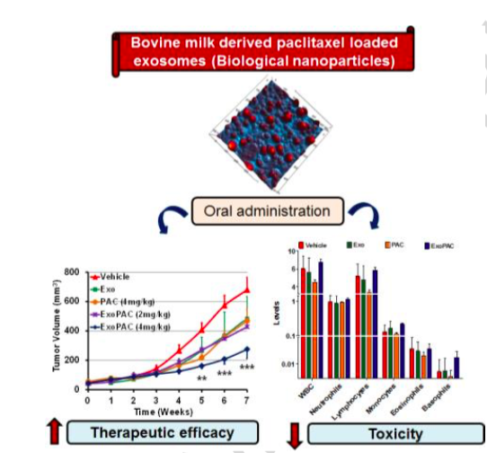 Nanomedicine：牛奶来源的外泌体包裹紫杉醇可作为口服用药