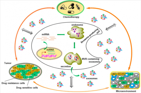 【综述】外泌体及miRNA在肿瘤耐药中的作用