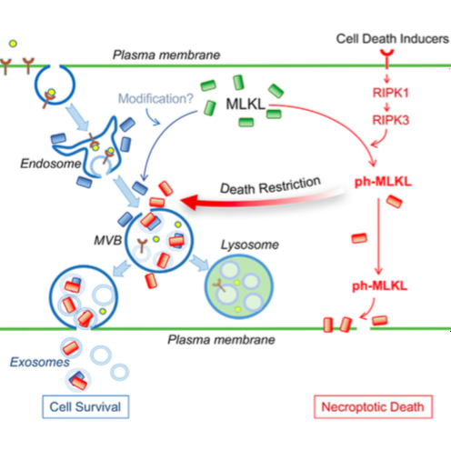 Immunity：细胞的生死决定？调控细胞坏死的MLKL基因的两面性