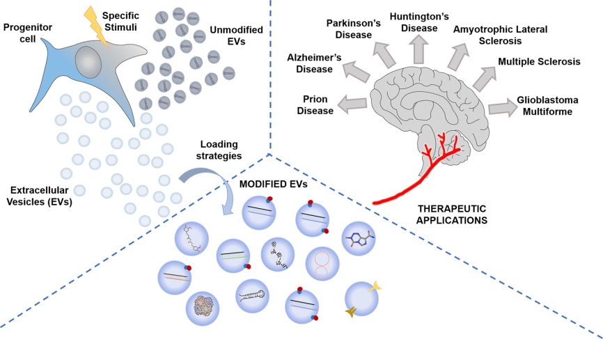 【综述】细胞外膜泡——一种新的有前景的递送系统用于治疗脑部疾病