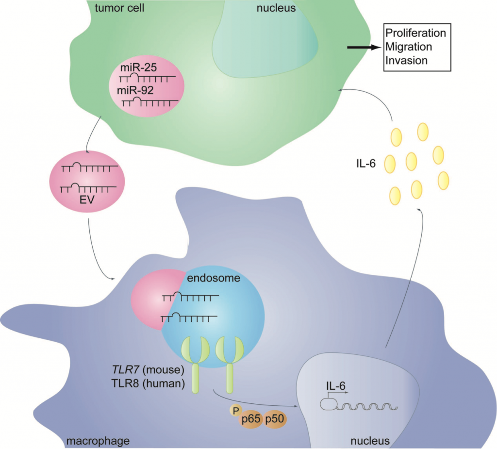 Cancer Research：循环外泌体中的miRNA促进人脂肪肉瘤的发展