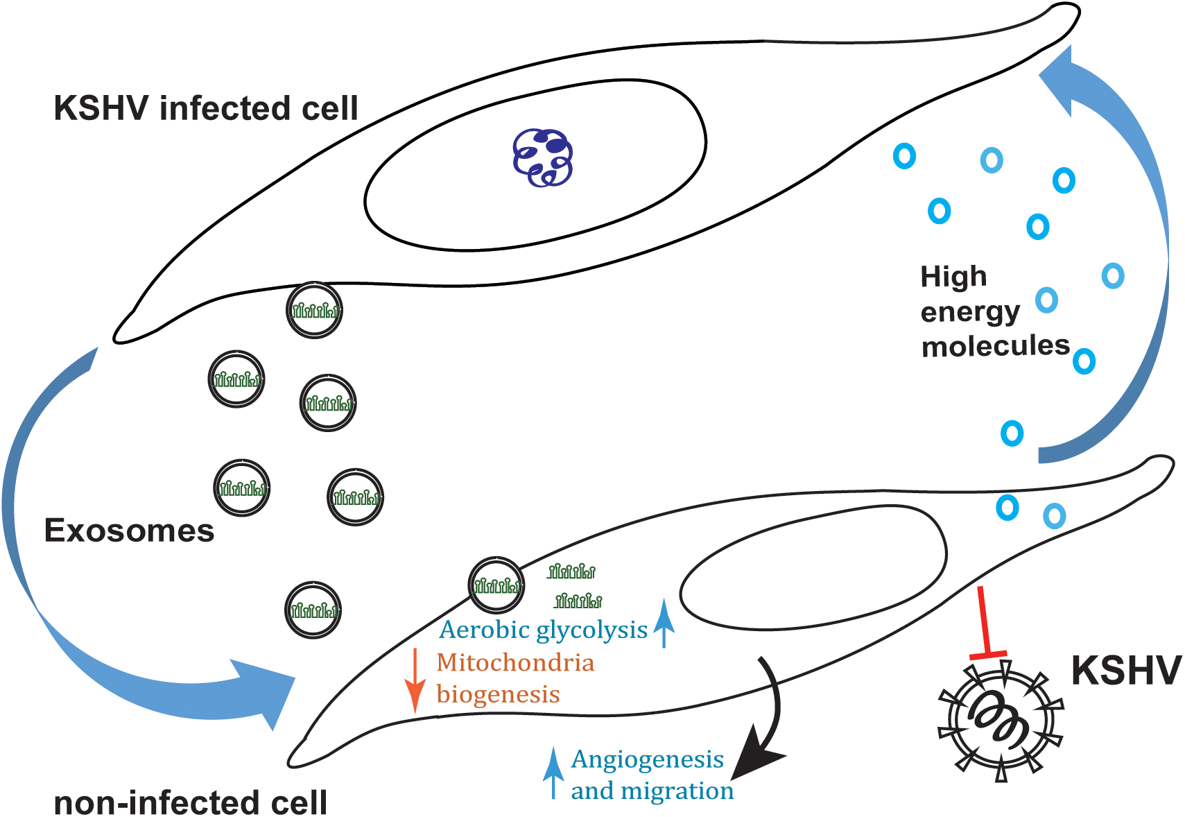 PLoS Pathog：外泌体传递病毒miRNA改变肿瘤代谢微环境