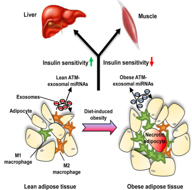 Cell：为什么肥胖会导致胰岛素抵抗？原因在于外泌体！