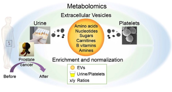 外泌体诊断新成分 | 胞外膜泡的代谢组学分析可用于探究前列腺癌相关变化