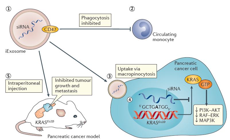 【Nature新闻综述推荐】利用外泌体靶向KRAS治疗胰腺癌