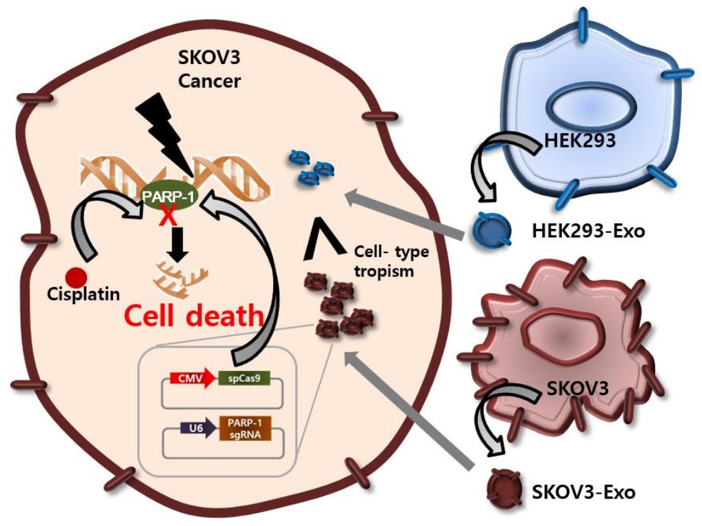 J Control Release：肿瘤外泌体可靶向递送CRISPR/Cas9促进肿瘤细胞凋亡