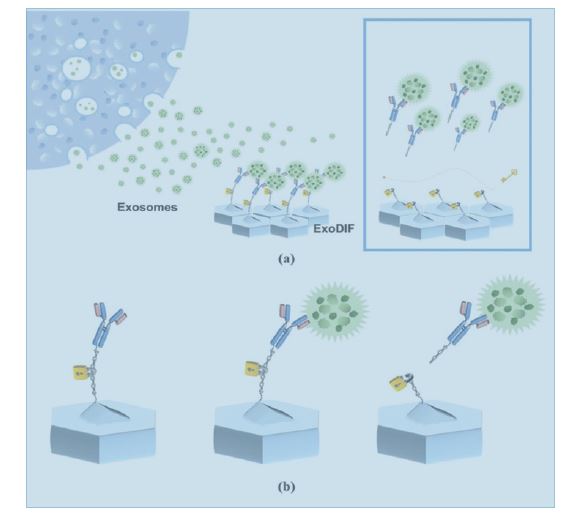 Nanoscale：一种能高纯度捕获和释放外泌体的微流体装置